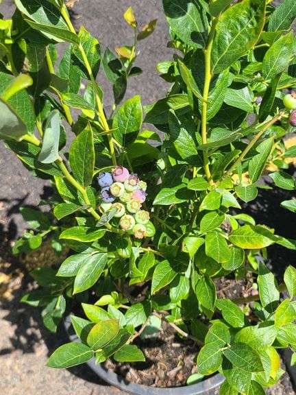 Blueberry Plant