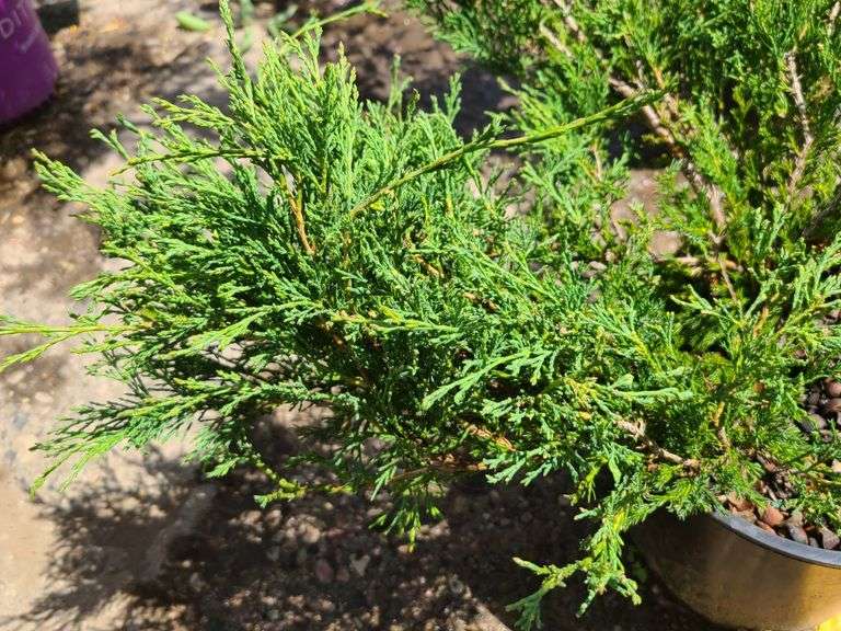 Juniper