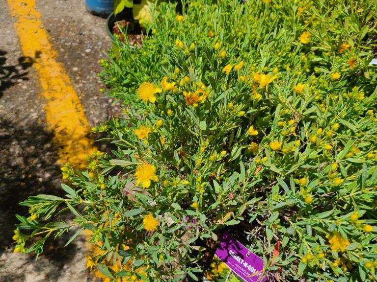 4) Cobalt-N-Gold Hypericum