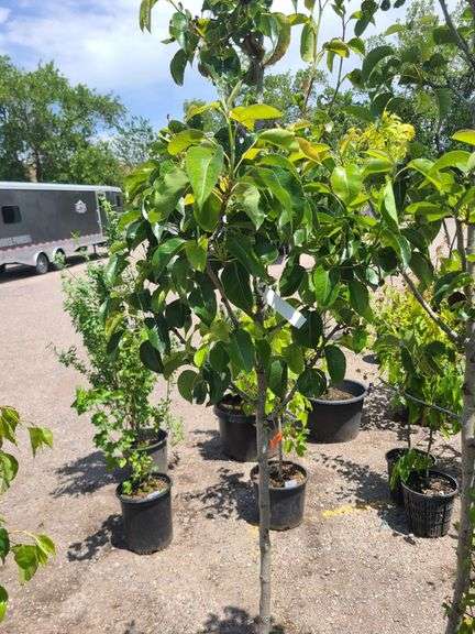 2) Cleveland Select Flowering Pear Trees