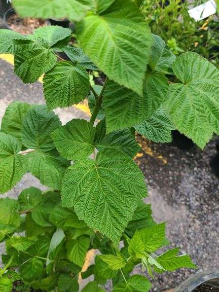 Raspberry Plant