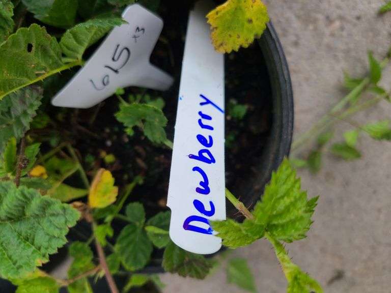 3) Dewberry