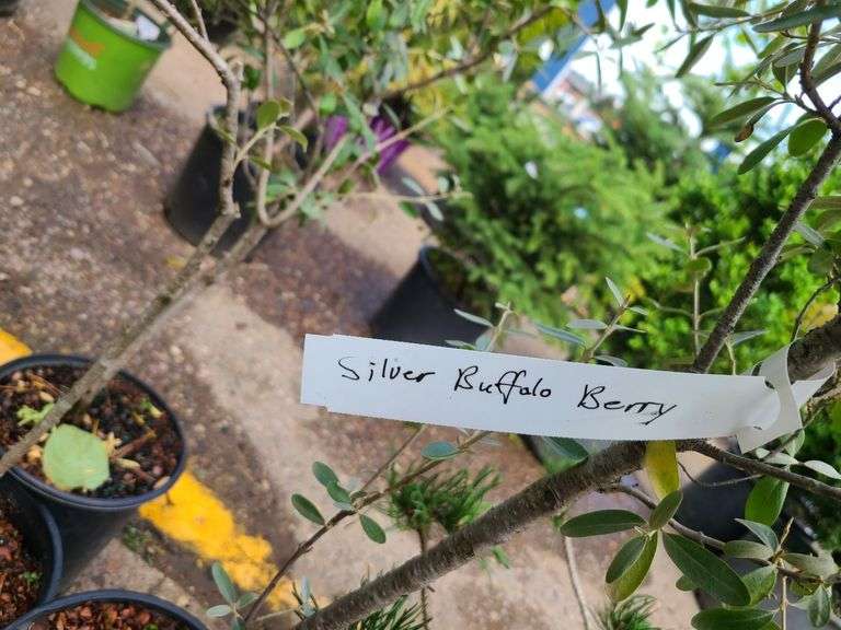 3) Silver Buffalo Berry Bushes
