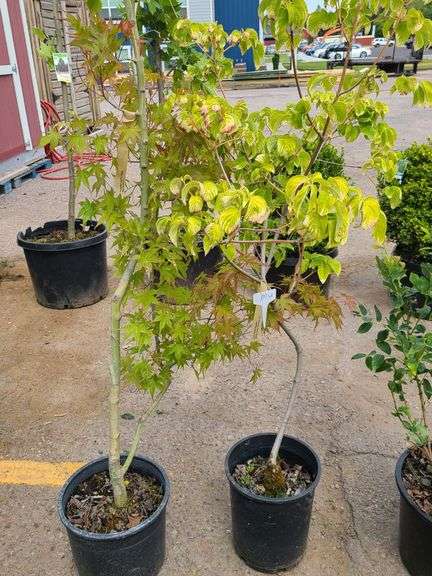 2) Aurora Hybrid Dogwood