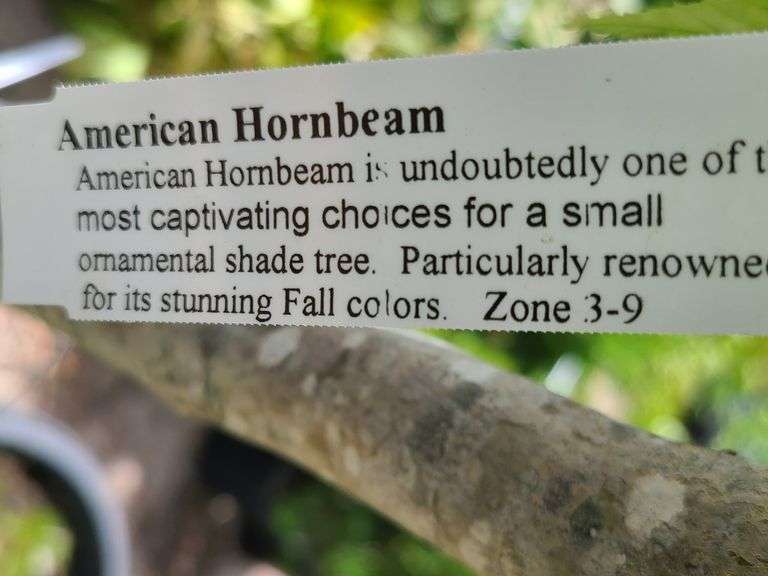American Hornbeam Tree