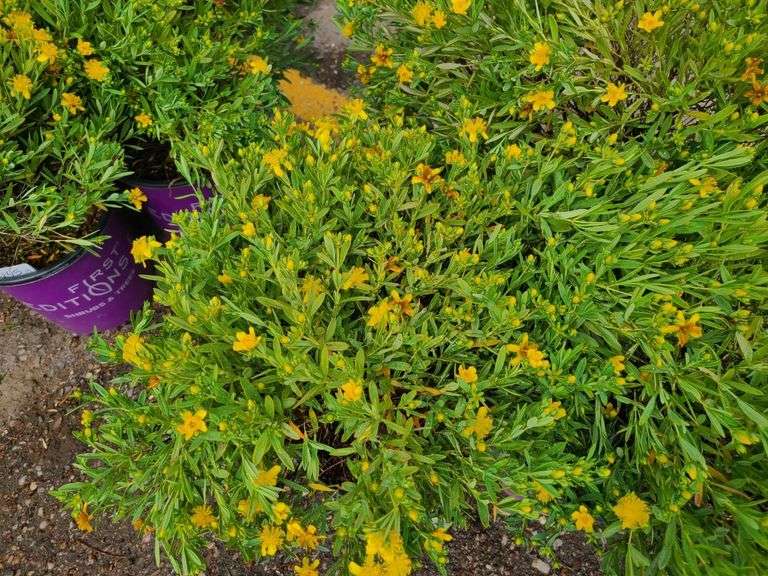 3) Cobalt-N-Gold Hypericum