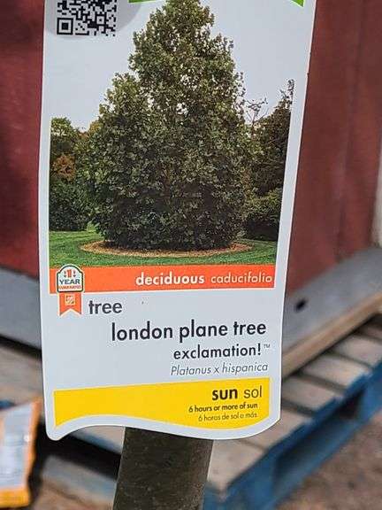 London Plane Tree