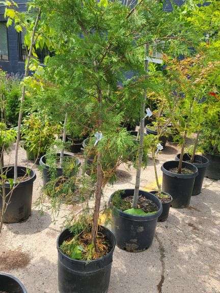 Leyland Cypress