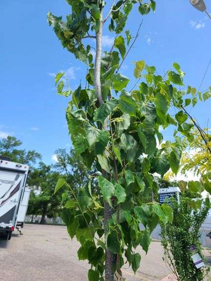 Shade Tree