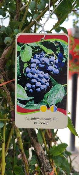 Bluecrop Blueberry Tree