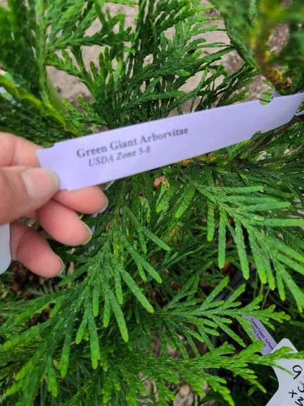 3) Green Giant Arborvitaes