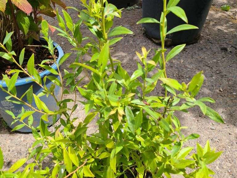 2) Pink Lemonade Blueberry