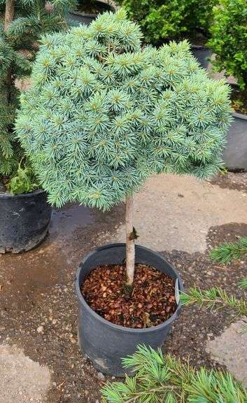 Dwarf Alberta Pom Pom Spruce
