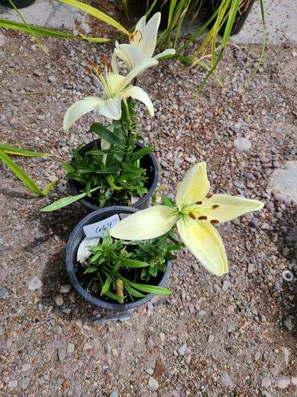 2) Dwarf Asiatic Lilies