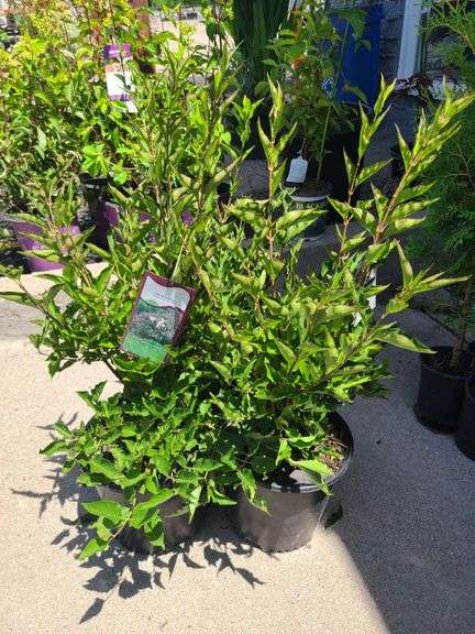 3) Miss Kim Lilac Plants