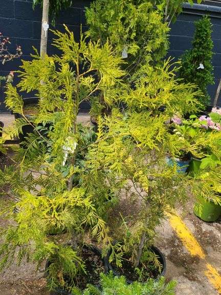 2) Cypress