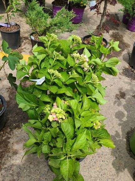 2) Hydrangea
