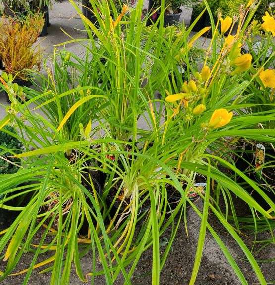 6) Daylily