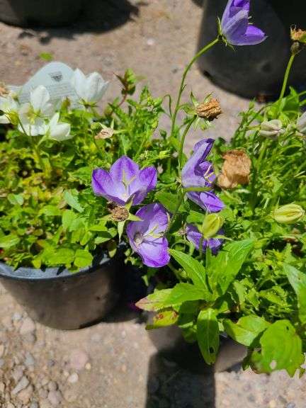 3) Bellflower