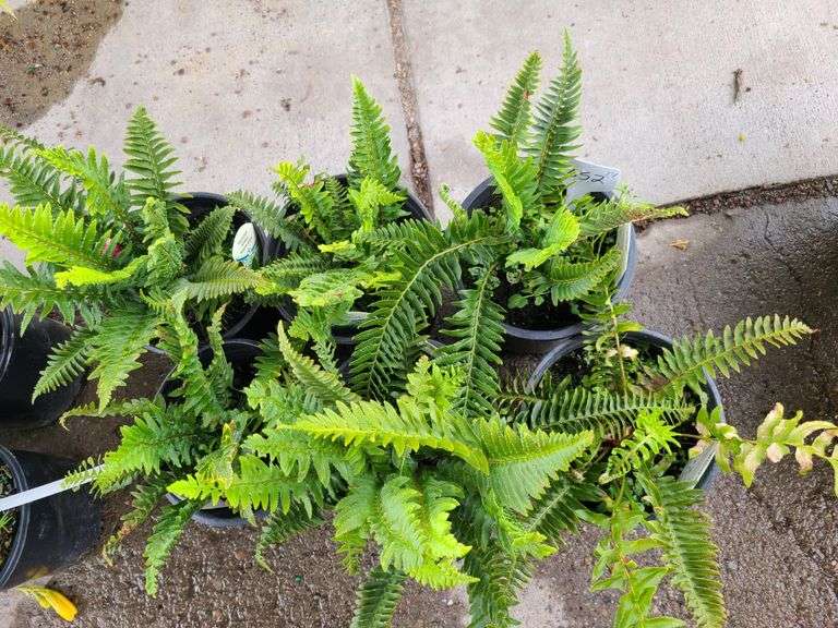 6) Polystichum Munitum Western Sword