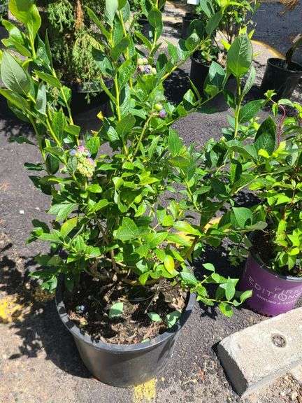 Blueberry Plant