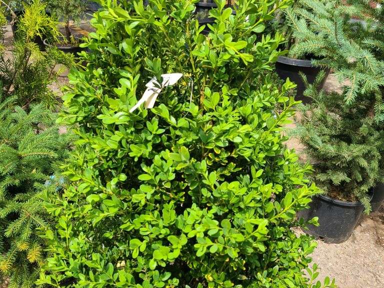 Bush