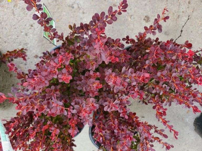 4) Royal Burgundy Barberry