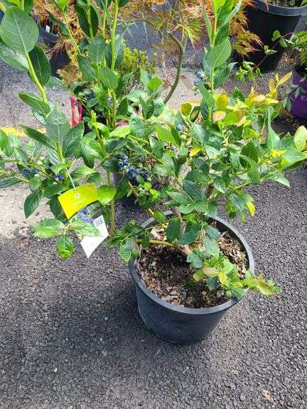 Blueberry Plant