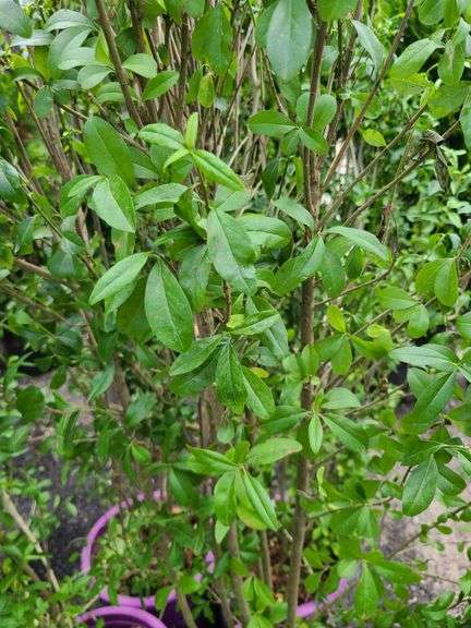 4) Straight Talk® Privet