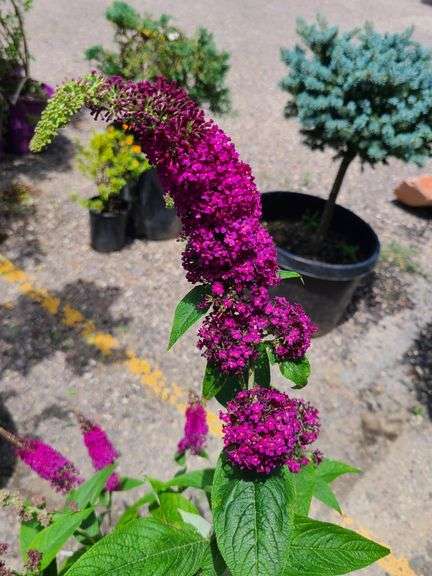 Blue Chip Butterfly Bush
