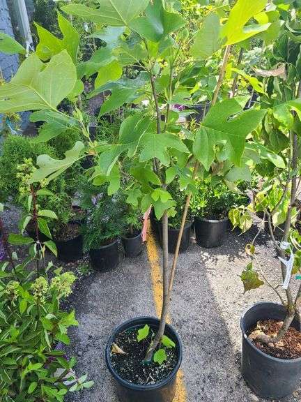 Tulip Tree