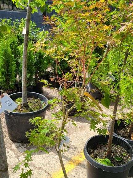 Radiant Japanese Maple