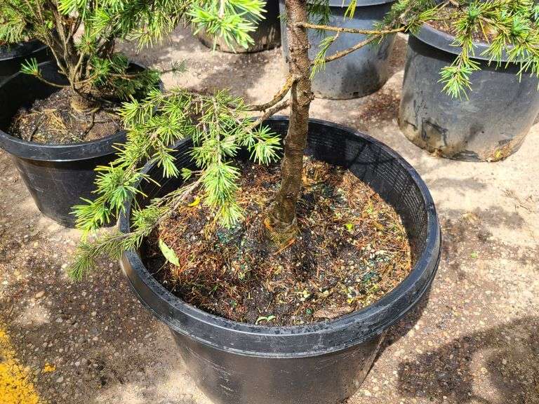 Spruce
