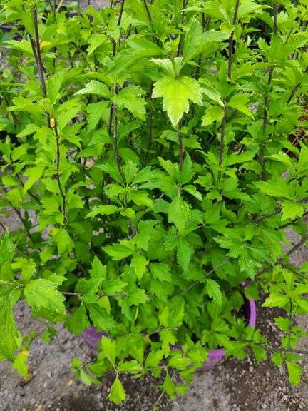 3) Hibiscus Syriacus Minspots