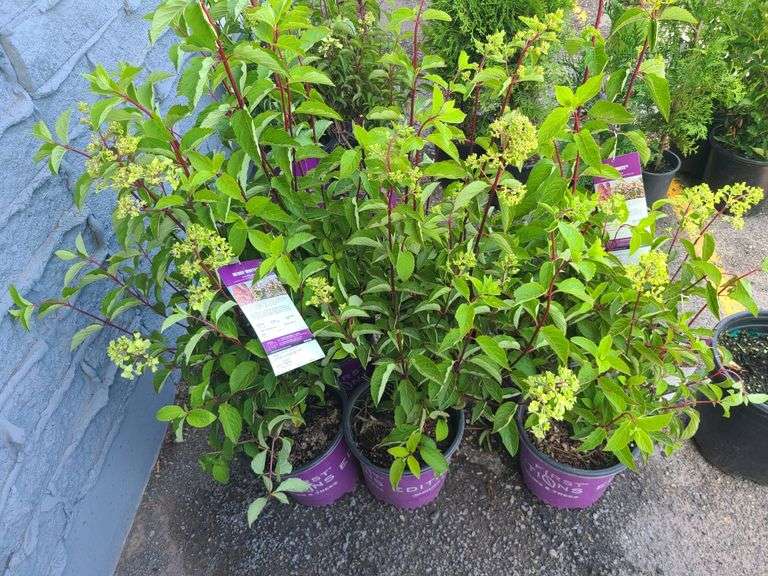 6) Berry White Hydrangeas
