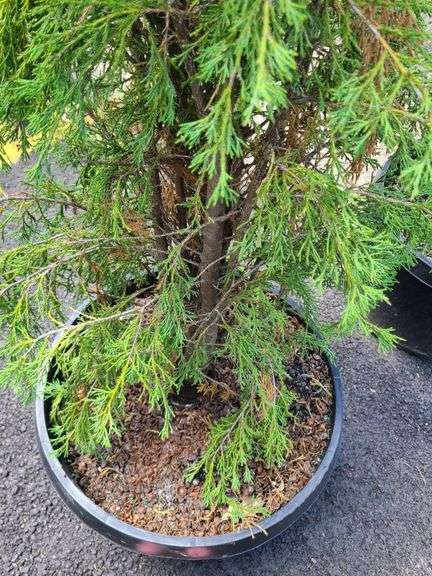 Cedar Tree