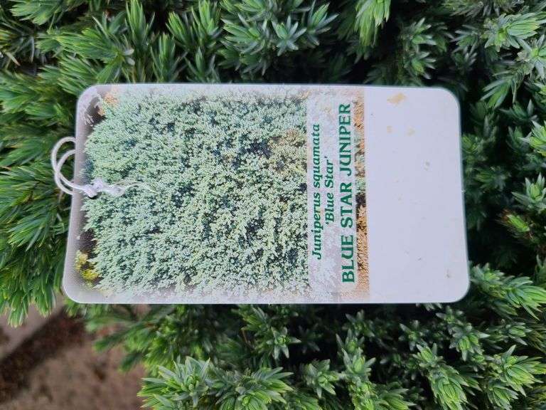 6) Blue Star Juniper