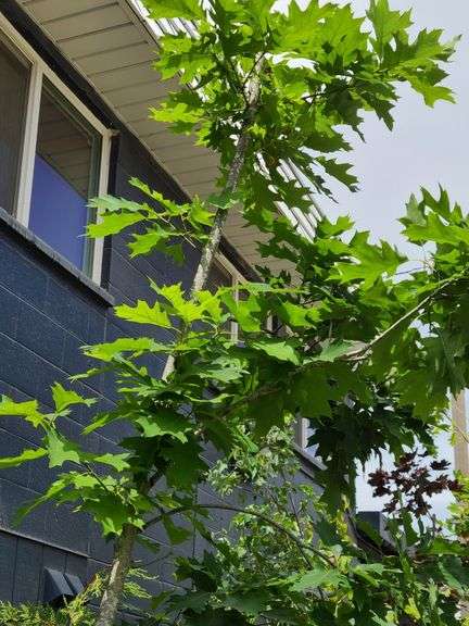Northern Red Oak