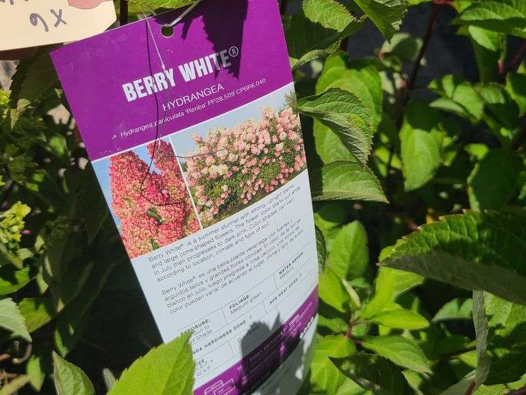 6) Berry White Hydrangeas