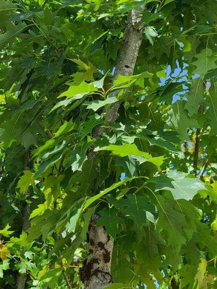 Northern Red Oak