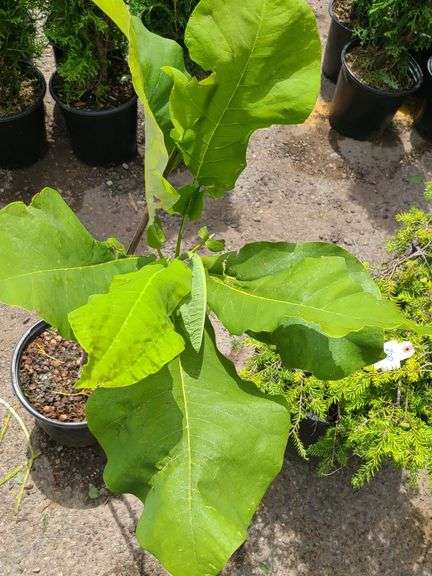 Umbrella Magnolia