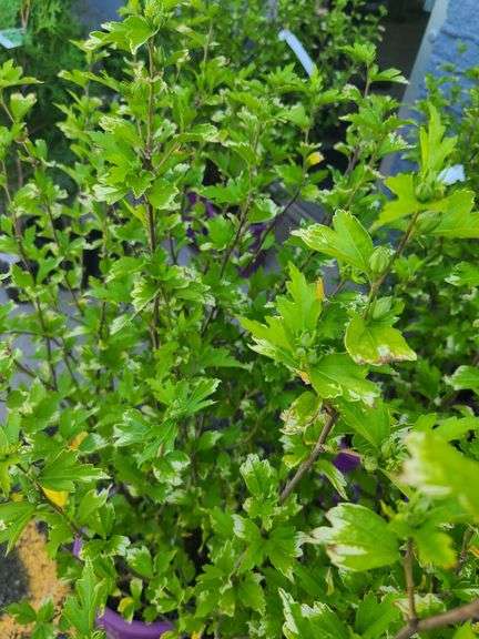 2) Bali Hibiscus Plants