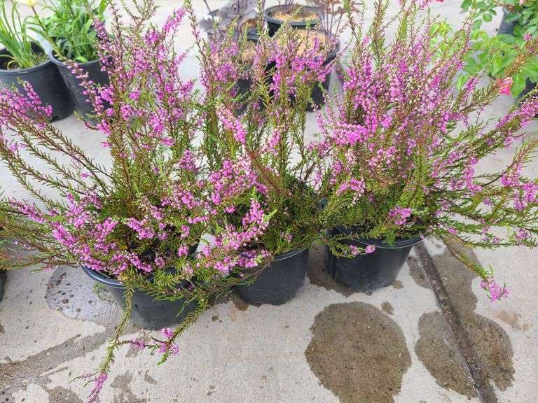3) Purple Heather Calluna Vulgaris