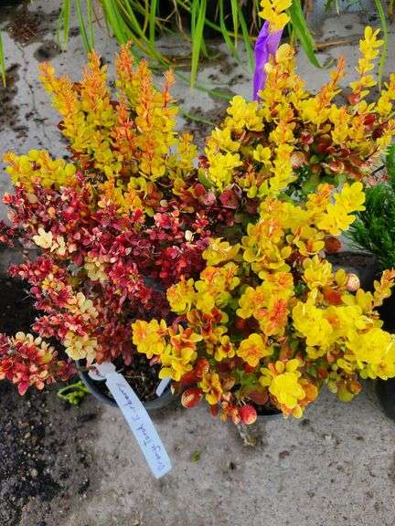 4) Orange Torch Barberry