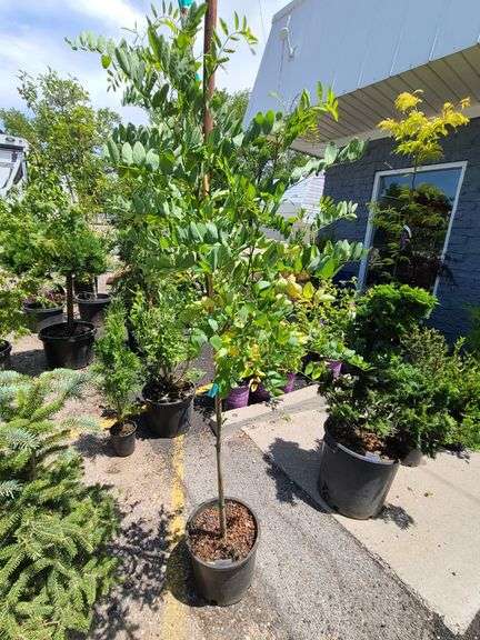 Black Locust