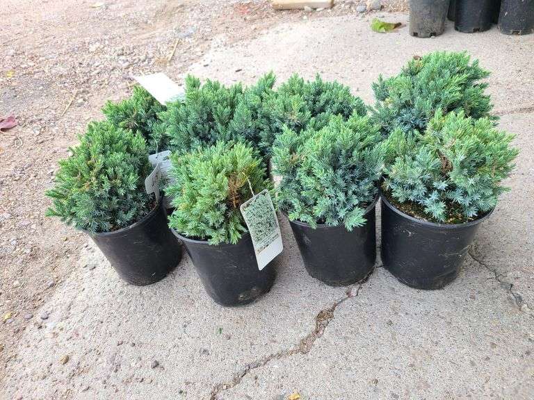 8) Blue Star Juniper