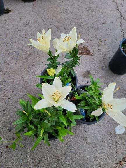 3) Dwarf Asiatic Lilies