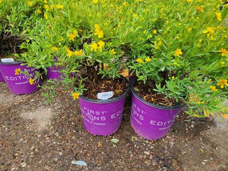 3) Cobalt-N-Gold Hypericum