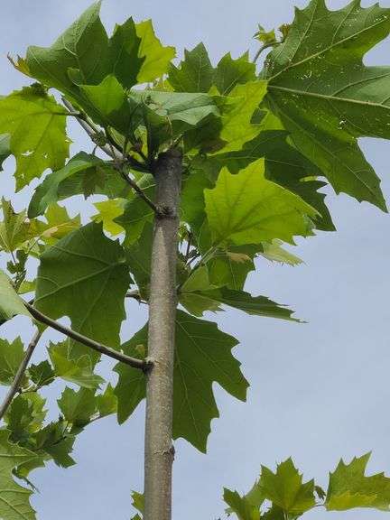 London Plane Tree