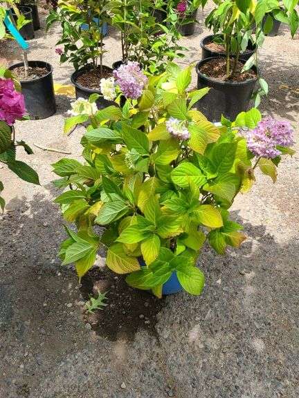 Hydrangea